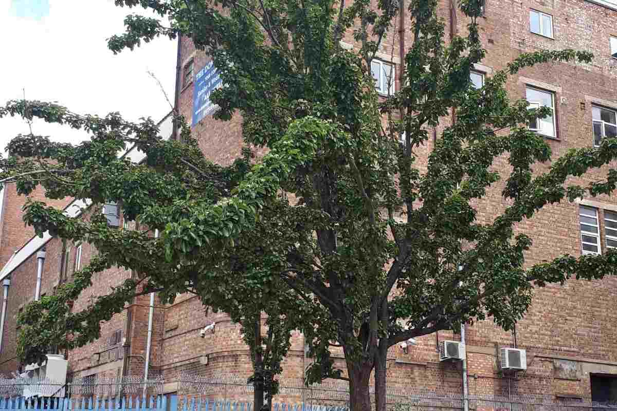 Wood Green Fatih Mosque : image 4